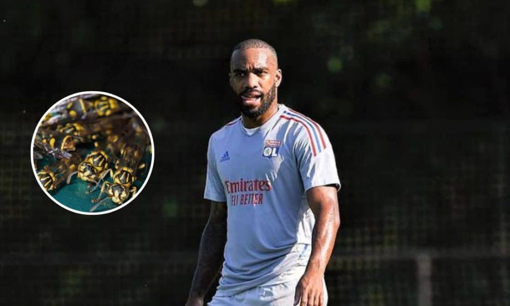 Alexandre Lacazette stung by wasps